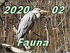 fauna 2
